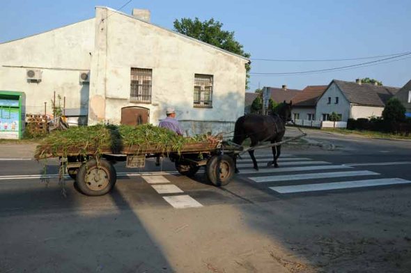 horse-at-work-europe